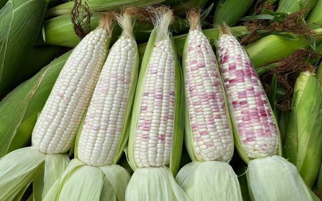 Ngô ngọt hay ngô nếp: Lượng calo chênh lệch gấp 10 lần, chọn loại nào để giảm cân hiệu quả? - Ảnh 2.