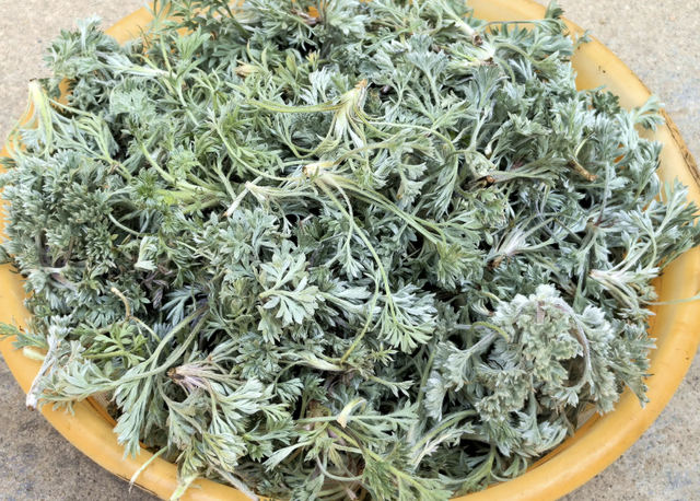 Món rau ngải đắng hấp: Thưởng thức vị ngon của mùa xuân - Ảnh 2. Món rau ngải đắng hấp: Thưởng thức vị ngon của mùa xuân - Ảnh 2.