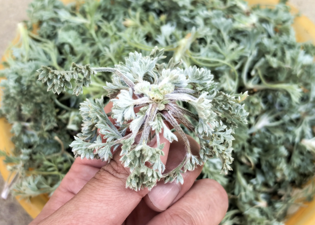 Món rau ngải đắng hấp: Thưởng thức vị ngon của mùa xuân - Ảnh 1. Món rau ngải đắng hấp: Thưởng thức vị ngon của mùa xuân - Ảnh 1.