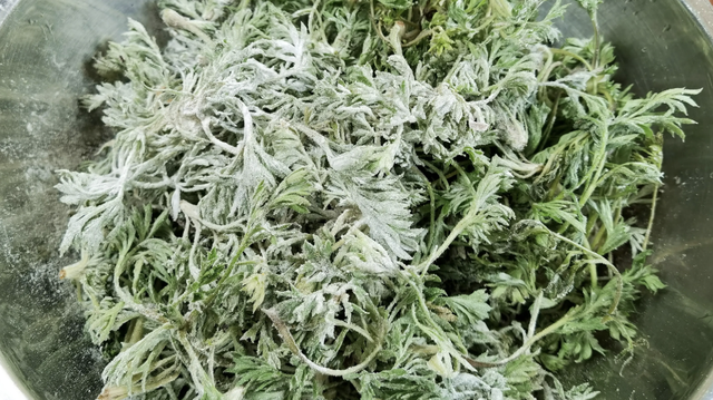 Món rau ngải đắng hấp: Thưởng thức vị ngon của mùa xuân - Ảnh 3. Món rau ngải đắng hấp: Thưởng thức vị ngon của mùa xuân - Ảnh 3.