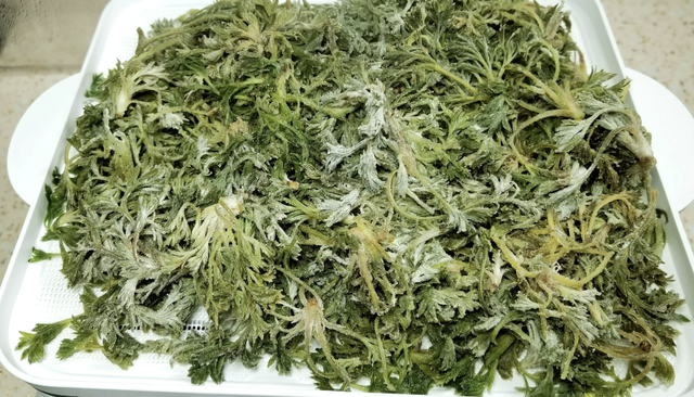 Món rau ngải đắng hấp: Thưởng thức vị ngon của mùa xuân - Ảnh 5. Món rau ngải đắng hấp: Thưởng thức vị ngon của mùa xuân - Ảnh 5.