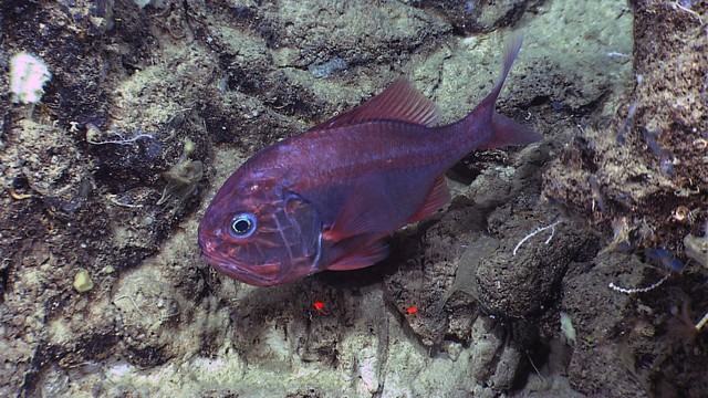 Những loại cá có nguy cơ chưa nhiều kim loại nặng cao, trẻ nhỏ nên hạn chế ăn - Ảnh 1.