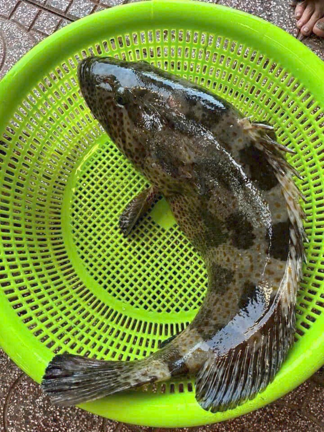 Những loại cá có nguy cơ chưa nhiều kim loại nặng cao, trẻ nhỏ nên hạn chế ăn - Ảnh 3.