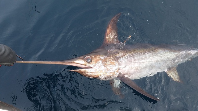 Những loại cá có nguy cơ chưa nhiều kim loại nặng cao, trẻ nhỏ nên hạn chế ăn - Ảnh 6.