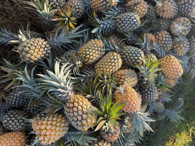 Nhiều người Việt mắc sai lầm n&agrave;y: Ăn tr&aacute;i c&acirc;y ngay sau bữa ăn g&acirc;y hại kh&ocirc;ng ngờ - Ảnh 3.