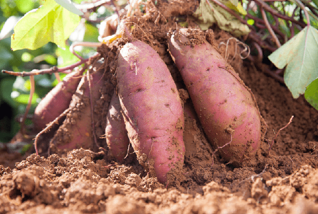 Ăn khoai lang bị đầy hơi không phải “thải độc” như bạn nghĩ, 90% đang hiểu sai - Ảnh 2.