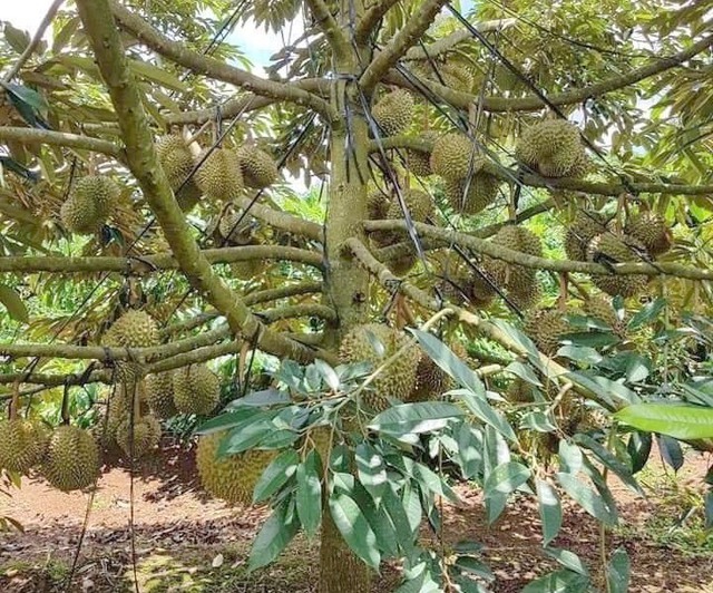 D&acirc;n mạng ph&aacute;t sốt v&igrave; 