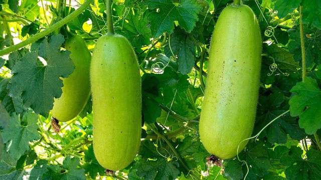 Bí đao được ví như “rau vàng mùa nóng”: Ăn đúng cách giúp cơ thể mát rượi, da dẻ căng bóng - Ảnh 4.