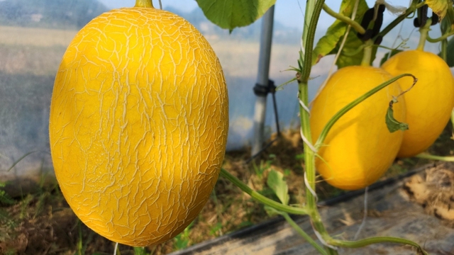 Ngọt mát, dễ ăn và ít calo, dưa lưới còn được đánh giá là loại trái cây hàng đầu giúp cơ thể bù nước trong những ngày nắng nóng - Ảnh 5.