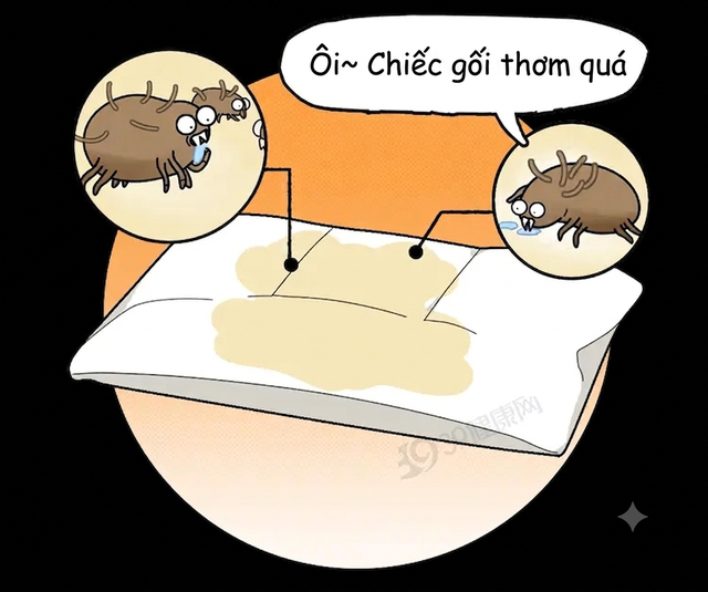 Loại gối nhiều người Việt đang dùng mỗi đêm có thể âm thầm làm tổn thương cổ và mạch máu não: Hãy xem gối của bạn có vậy không - Ảnh 6.