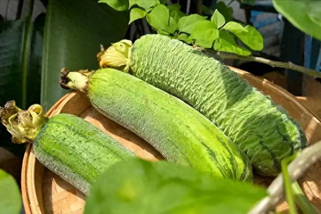 Mướp đang v&agrave;o m&ugrave;a nhưng ăn kiểu n&agrave;y chẳng kh&aacute;c n&agrave;o 