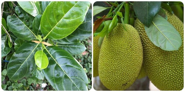 M&iacute;t kh&ocirc;ng phải 