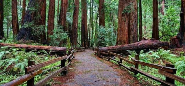 Trại hè kỳ lạ Bohemian Grove: Thánh địa độc quyền nơi giới tinh hoa tài phiệt chờ hàng chục năm để dự nghi lễ dưới chân tượng cú khổng lồ - Ảnh 3.