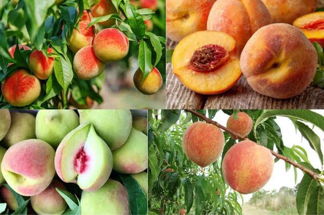 Ba loại trái cây giúp giảm cân, giải nhiệt hiệu quả trong những ngày hè oi bức - Ảnh 2.
