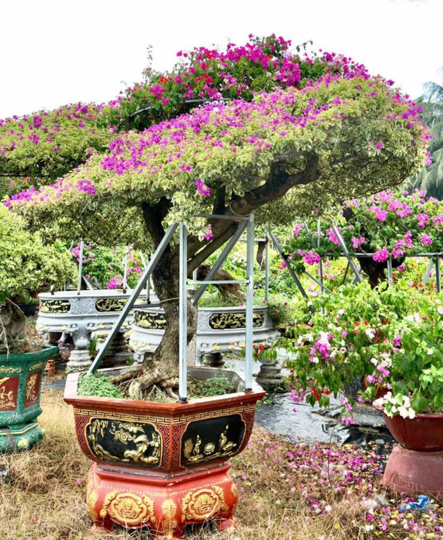 Từ l&agrave;ng hoa Chợ L&aacute;ch đến thương hiệu T&aacute;m Sạch: H&agrave;nh tr&igrave;nh lan tỏa gi&aacute; trị c&acirc;y kiểng Việt - Ảnh 1.