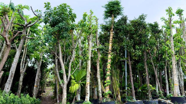 Từ l&agrave;ng hoa Chợ L&aacute;ch đến thương hiệu T&aacute;m Sạch: H&agrave;nh tr&igrave;nh lan tỏa gi&aacute; trị c&acirc;y kiểng Việt - Ảnh 2.