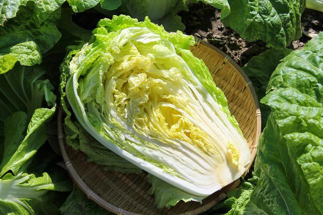 M&ugrave;a thu đừng chỉ chăm chăm ăn thịt: Cải thảo v&agrave;o vụ vừa thơm ngon, gi&aacute; rẻ, gi&agrave;u dưỡng chất, c&ograve;n được v&iacute; như &ldquo;kho canxi&rdquo; - Ảnh 1.