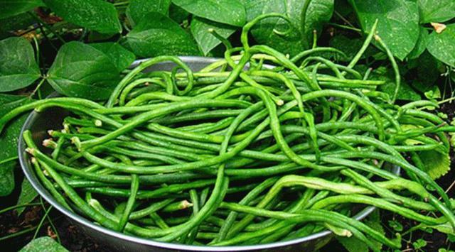 Đậu đũa được v&iacute; như &ldquo;đậu thượng hạng&rdquo;, gi&agrave;u kali, axit folic, được đ&aacute;nh gi&aacute; tốt cho đường ruột v&agrave; tim mạch - Ảnh 4.
