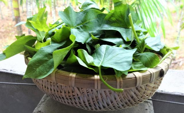 Loại rau b&igrave;nh d&acirc;n được v&iacute; như &ldquo;vua rau&rdquo;: Nơi bạn du lịch m&agrave; c&oacute; th&igrave; n&ecirc;n ăn v&igrave; gi&agrave;u chất xơ, hỗ trợ ti&ecirc;u h&oacute;a - Ảnh 4.
