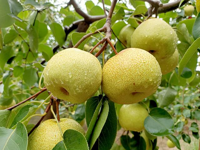 M&ugrave;a thu c&oacute; một loại quả mọng nước được v&iacute; như &ldquo;trợ thủ&rdquo; cho hệ ti&ecirc;u h&oacute;a, nhưng 3 nh&oacute;m người n&ecirc;n hạn chế - Ảnh 4.