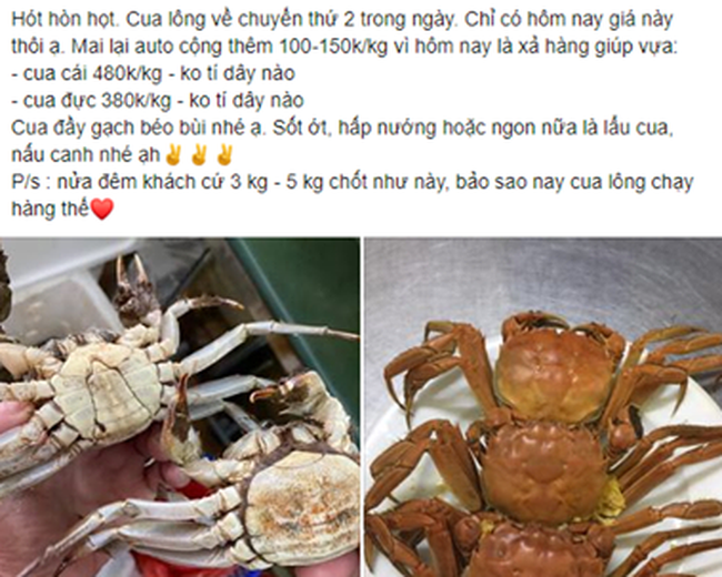 Cua lông về Việt Nam đang loạn giá, người tiêu dùng bất ngờ vì siêu rẻ, có nơi bán 70K/con - Ảnh 5. Cua lông về Việt Nam đang loạn giá, người tiêu dùng bất ngờ vì siêu rẻ, có nơi bán 70K/con - Ảnh 5.