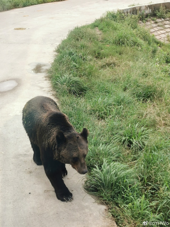 Du khách tham quan vườn thú hoang dã tận mắt chứng kiến một nhân viên bị đàn gấu tấn công đến chết, lời kể khiến cộng đồng mạng sợ hãi - Ảnh 5.