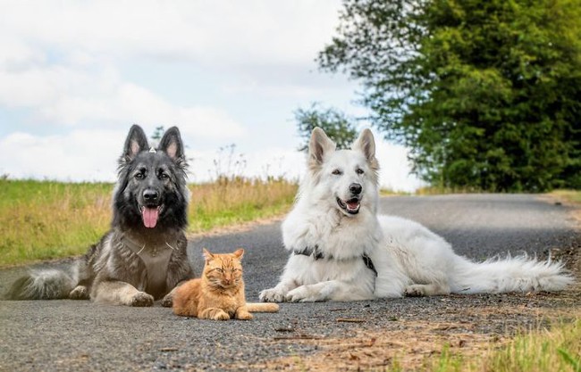 Được cứu sống sau khi bị tai nạn, chú mèo hòa nhập cùng đàn chó lớn và quên mất luôn mình là mèo gây sốt mạng xã hội - Ảnh 1.