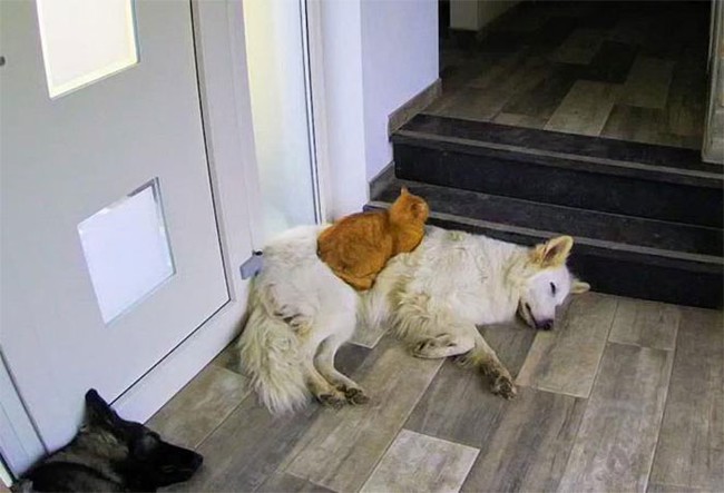 Được cứu sống sau khi bị tai nạn, chú mèo hòa nhập cùng đàn chó lớn và quên mất luôn mình là mèo gây sốt mạng xã hội - Ảnh 3.