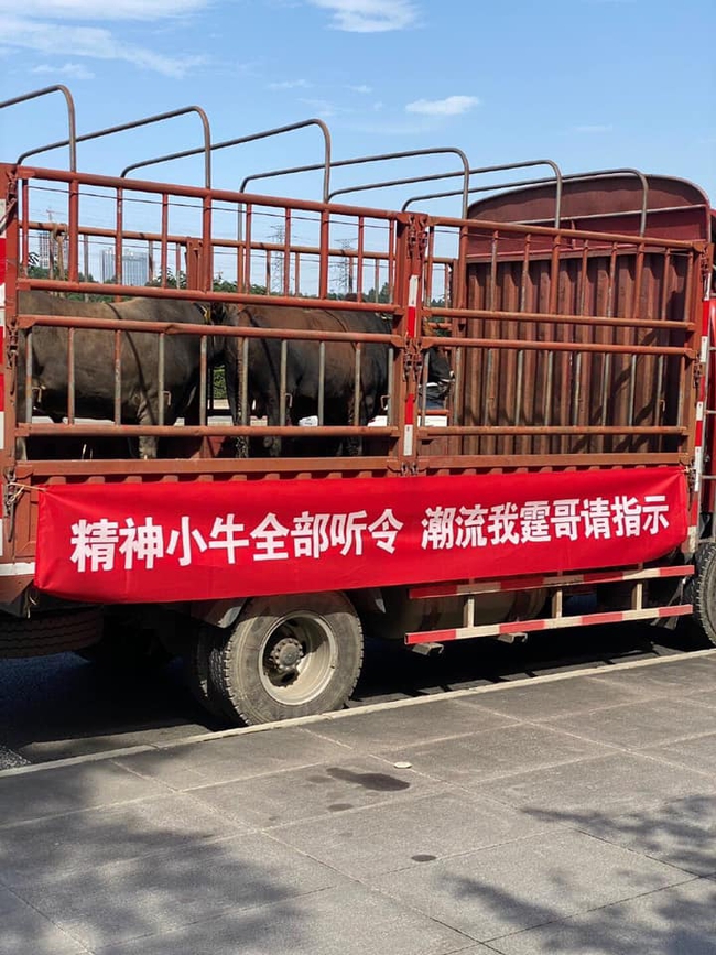 Món quà lạ lùng nhất Cbiz: Fan gửi cả xe tải chở trâu đến tận nơi làm việc cổ vũ Trần Vỹ Đình - Ảnh 2.