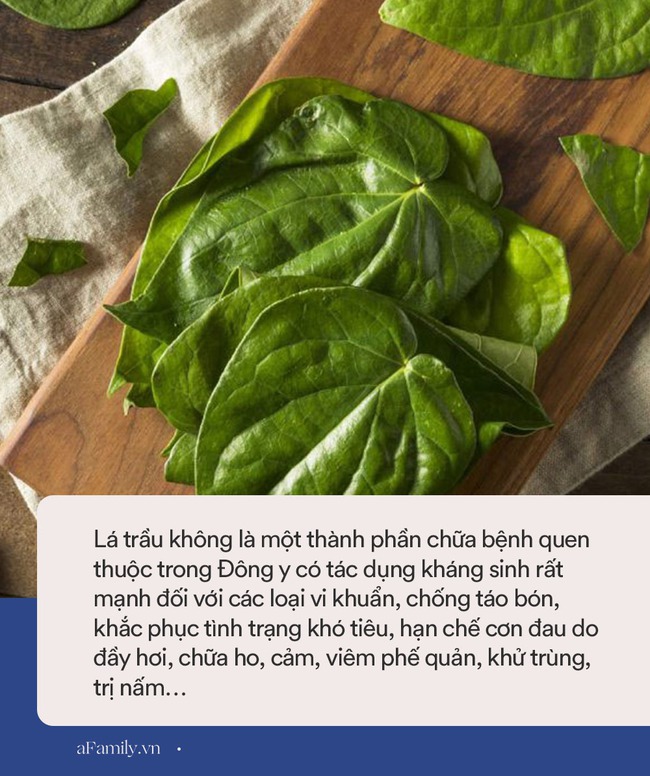 Dân mạng đồng loạt thắc mắc vì sao em bé nhà Hồ Ngọc Hà lại đắp lá trầu không lên người? Hóa ra có nhiều công dụng đặc biệt - Ảnh 3.