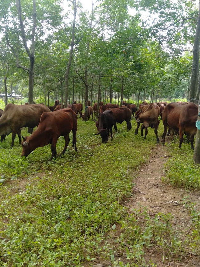 Bài đăng tuyển người chăn bò gây xôn xao mạng xã hội: Mức lương gần 7 triệu, có chỗ ngủ lại, được tham gia bảo hiểm xã hội, hưởng lương tháng 13 - Ảnh 1.