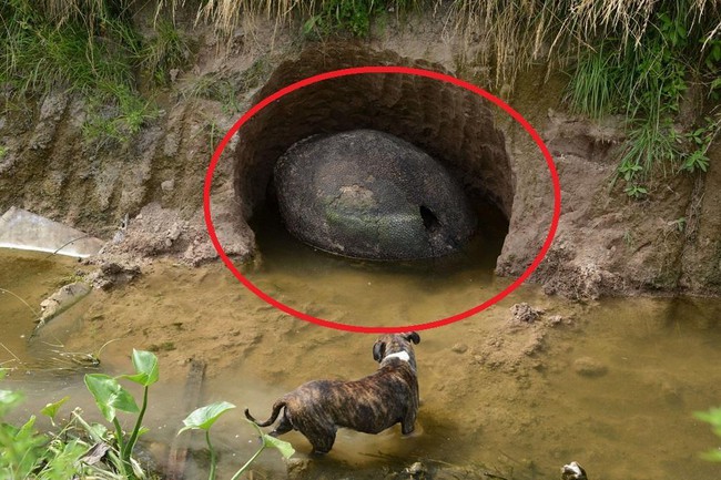 Phát hiện vật thể lạ khi đi dọc bờ sông, người đàn ông mang về nhà để rồi các nhà khoa học thi nhau đến xin được tận mắt chiêm ngưỡng - Ảnh 3.