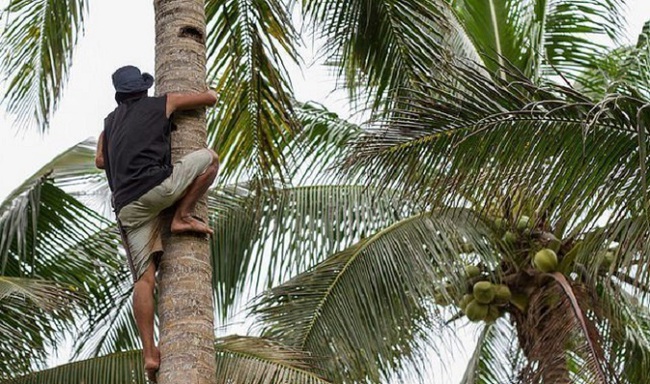 Indonesia cho phép sinh viên gặp khó khăn nộp dừa hoặc nông sản thay học phí - Ảnh 2.