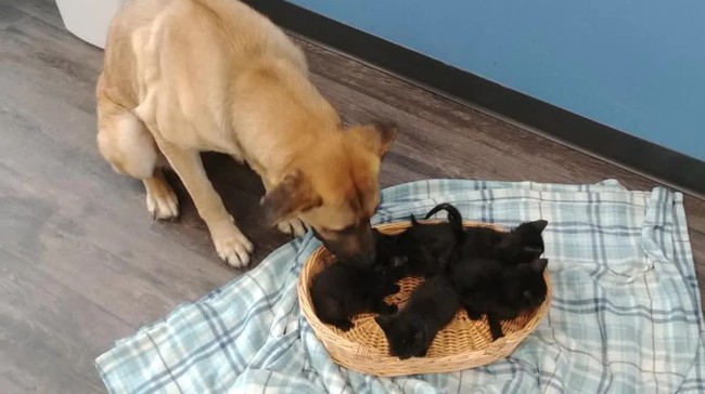 Lái xe ngang con chó hoang nằm co ro giữa trời tuyết, người phụ nữ tiến lại gần kiểm tra liền giật mình với thứ nằm trong lòng nó - Ảnh 2. Lái xe ngang con chó hoang nằm co ro giữa trời tuyết, người phụ nữ tiến lại gần kiểm tra liền giật mình với thứ nằm trong lòng nó - Ảnh 2.