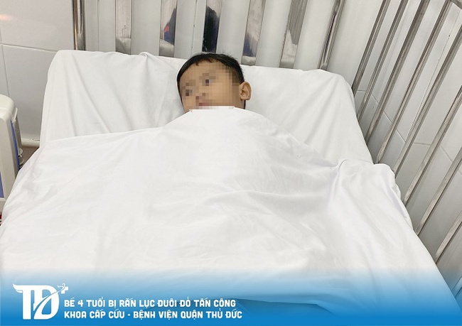 Một bé trai 4 tuổi bị rắn lục đuôi đỏ cắn dẫn đến phù từ mu bàn chân lan đến nửa cẳng chân trái - Ảnh 1. Một bé trai 4 tuổi bị rắn lục đuôi đỏ cắn dẫn đến phù từ mu bàn chân lan đến nửa cẳng chân trái - Ảnh 1.