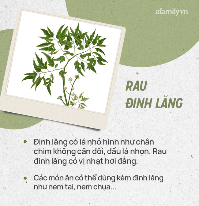 Đừng tự nhận mình là gái đảm nếu chưa phân biệt được các loại rau thơm này hội chị em nhé!  - Ảnh 21.