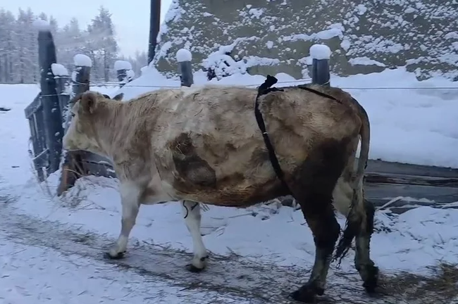 Bác nông dân Nga tự chế bikini để đàn bò chống chọi cái lạnh -50 độ C - Ảnh 4.