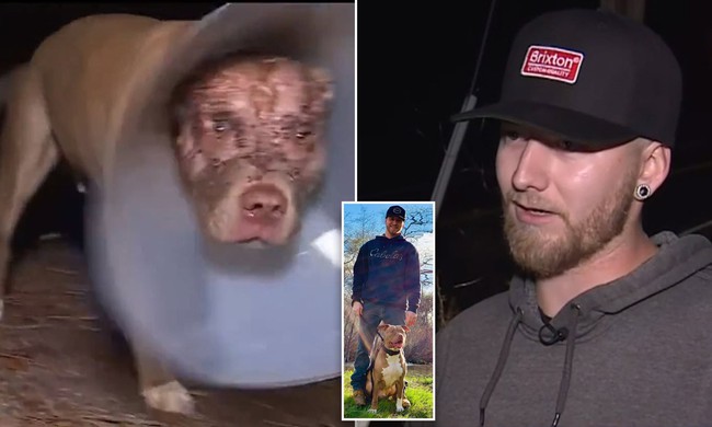 Chủ chó đấm toét mắt gấu hoang 160kg giải cứu cún cưng suýt bị nhai đầu - Ảnh 3.