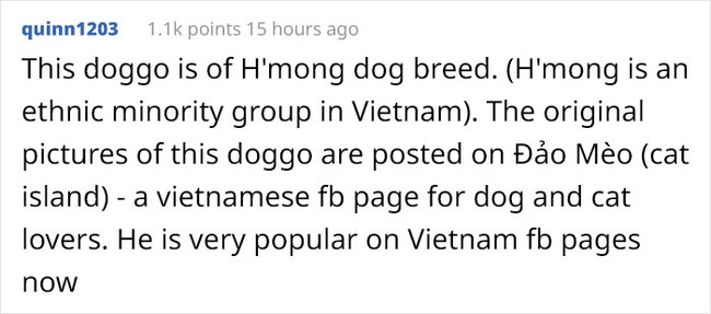 Cộng đồng mạng toàn thế giới ngưỡng mộ và dành lời khen không ngớt đến chú chó đang gây bão tại Việt Nam - gần 50K lượt thích sau 5 ngày lập page - Ảnh 3.