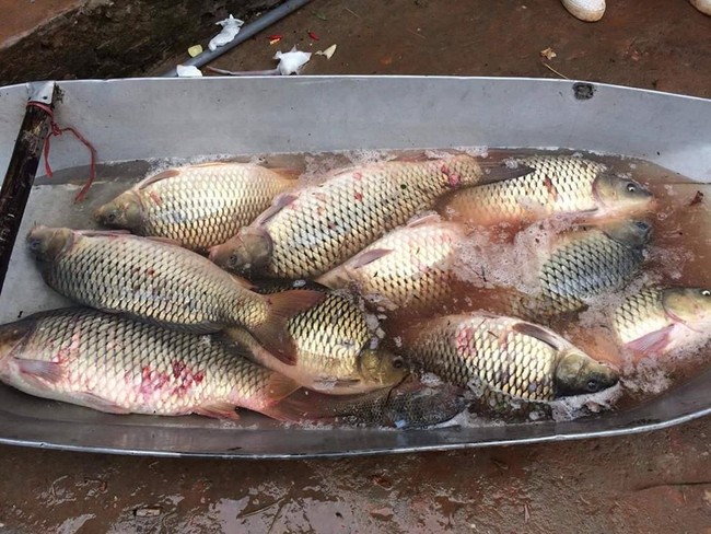 Nhan nhản cá chép nuôi 'gắn mác' cá chép sông tự nhiên: Người bán cá chợ đầu mối 365 tiết lộ cách chọn cá chép quê &quot;không lệch con nào&quot; - Ảnh 1.