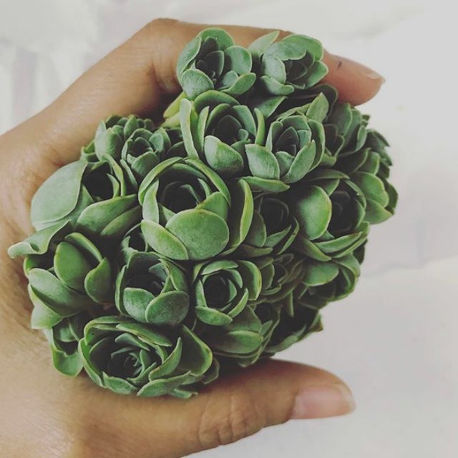 Hoa hồng mọng nước - những bông hoa "bước ra từ chuyện cổ tích" có gì thú vị mà khiến dân mạng chao đảo? - Ảnh 10. Hoa hồng mọng nước - những bông hoa "bước ra từ chuyện cổ tích" có gì thú vị mà khiến dân mạng chao đảo? - Ảnh 10.