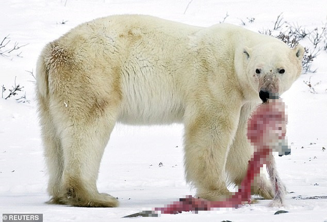 Hết thức ăn do biến đổi khí hậu và hoạt động khai thác của con người, gấu Bắc Cực quay sang ăn thịt loại, gấu mẹ ăn gấu con - Ảnh 1.