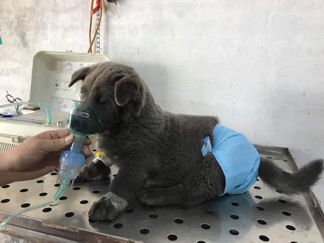 Hot: Sự thật thông tin chú chó hiện tượng mạng Nguyễn Văn Dúi đang bệnh nặng sắp qua đời - Ảnh 3.
