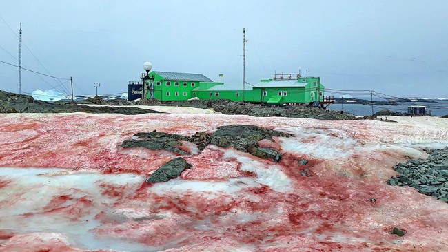 Bí ẩn hiện tượng &quot;tuyết máu&quot; kì lạ bao phủ khắp một vùng Bắc Cực khiến mạng xã hội xôn xao - Ảnh 2.