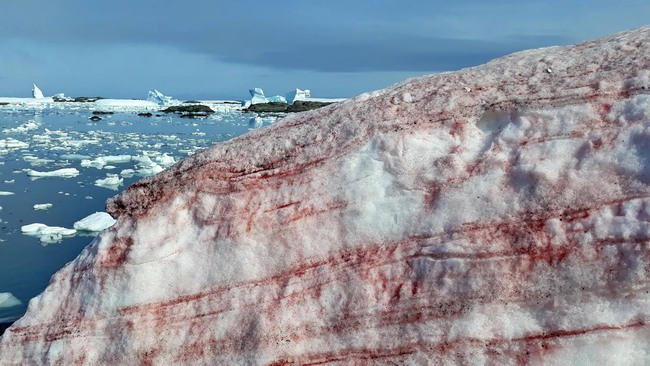 Bí ẩn hiện tượng &quot;tuyết máu&quot; kì lạ bao phủ khắp một vùng Bắc Cực khiến mạng xã hội xôn xao - Ảnh 1.