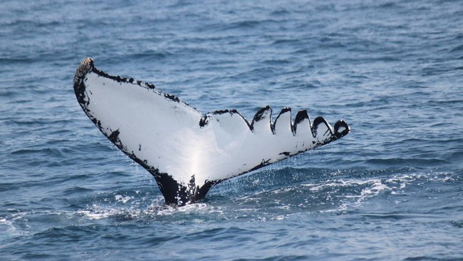 Bị chân vịt chém đến cơ thể đầy tổn thương, con cá voi vẫn sống sót như một điều kì diệu khiến các nhà khoa học ngỡ ngàng - Ảnh 1.