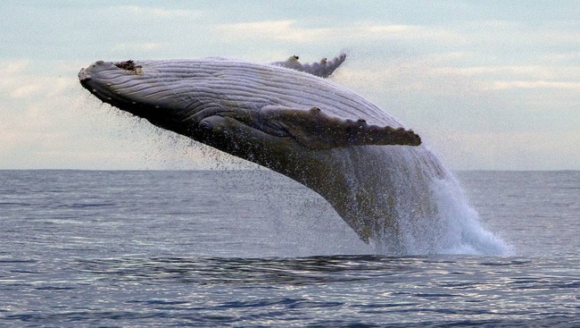 Bị chân vịt chém đến cơ thể đầy tổn thương, con cá voi vẫn sống sót như một điều kì diệu khiến các nhà khoa học ngỡ ngàng - Ảnh 5.