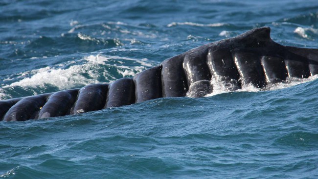 Bị chân vịt chém đến cơ thể đầy tổn thương, con cá voi vẫn sống sót như một điều kì diệu khiến các nhà khoa học ngỡ ngàng - Ảnh 4.