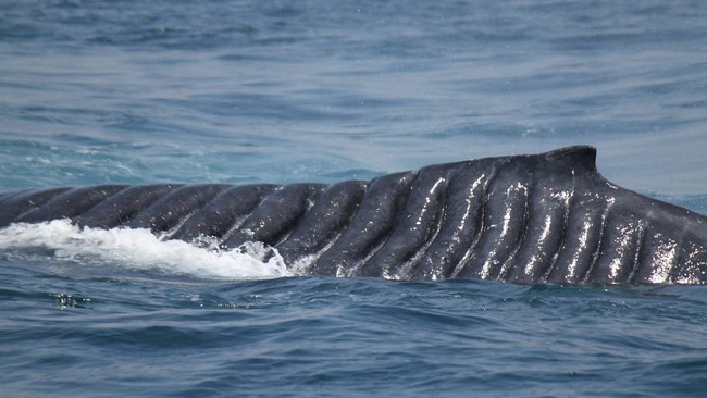 Bị chân vịt chém đến cơ thể đầy tổn thương, con cá voi vẫn sống sót như một điều kì diệu khiến các nhà khoa học ngỡ ngàng - Ảnh 2.
