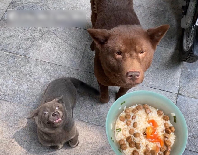 Lộ diện hội cạ cứng của Nguyễn Văn Dúi, chú chó màu nâu đất xuất hiện khiến dân tình đảo lộn, idol Dúi suýt ra rìa  - Ảnh 3.